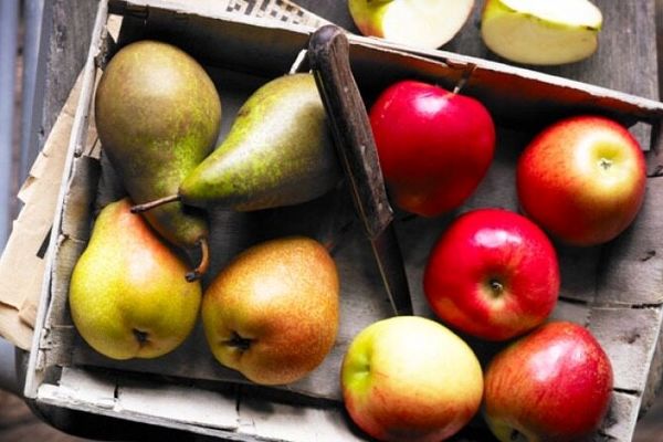 تولید ۷۶۳ تن سیب و گلابی در بابل