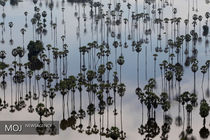 جاری شدن سیل در تایلند