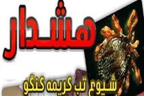 شرق مازندران عاری از آلودگی تب کنگو / دامداران همچنان مراقب باشند