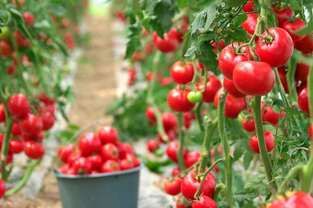 گوجه گیلاسی 