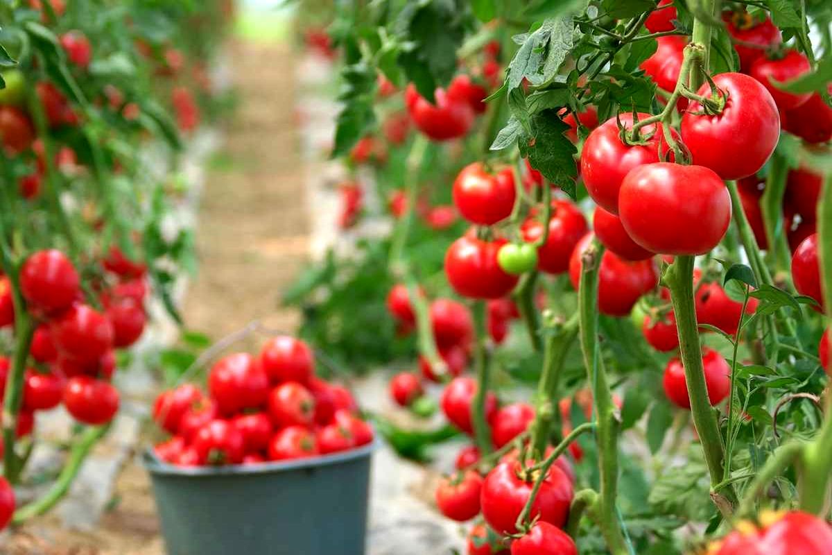 گوجه گیلاسی 