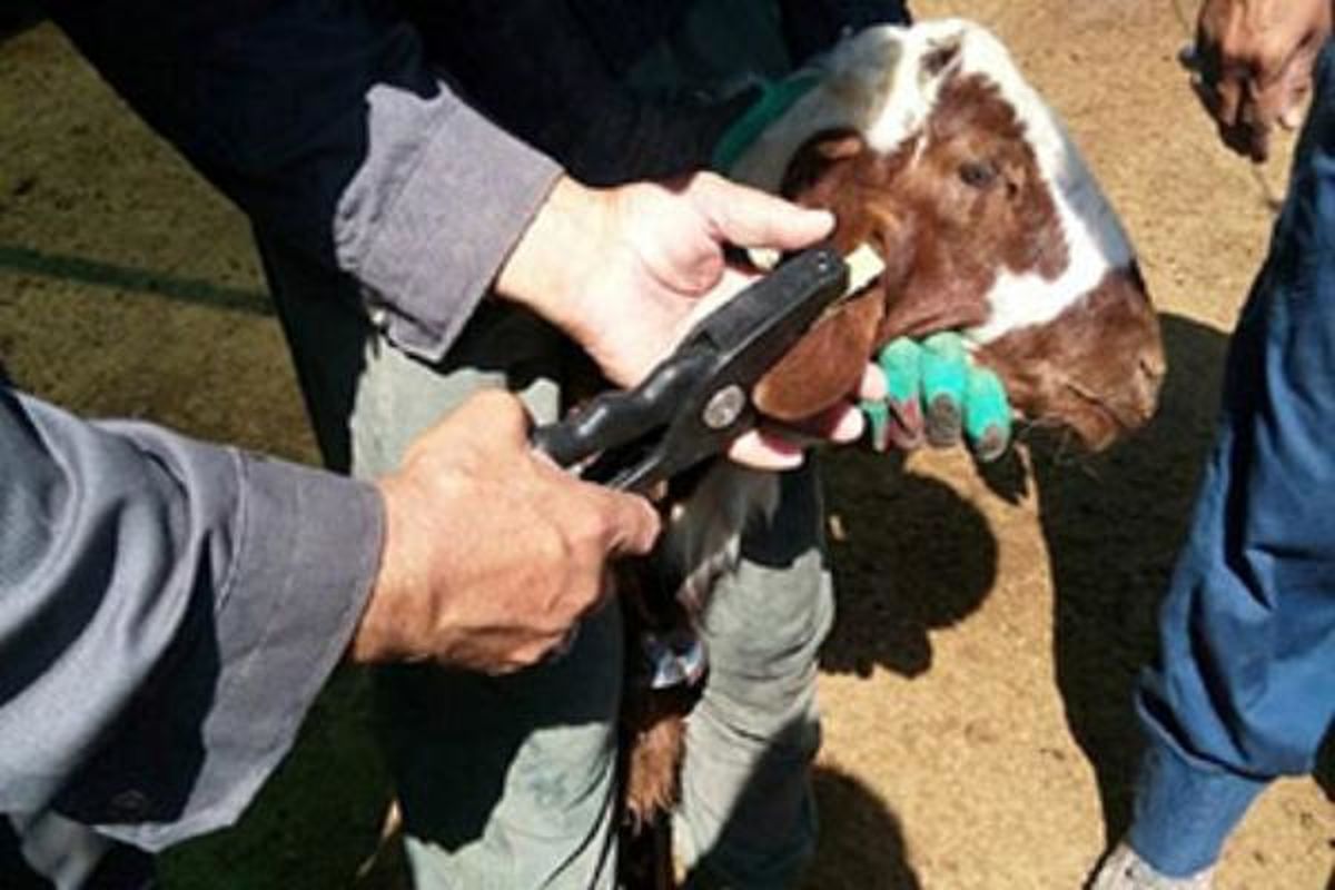 هویت گذاری و پلاک‌کوبی دام‌ها