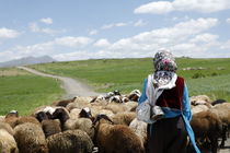 «دشت می‌خواند» به بخش مسابقه دو جشنواره معتبر فرانسوی راه یافت