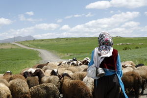 «دشت می‌خواند» به بخش مسابقه دو جشنواره معتبر فرانسوی راه یافت