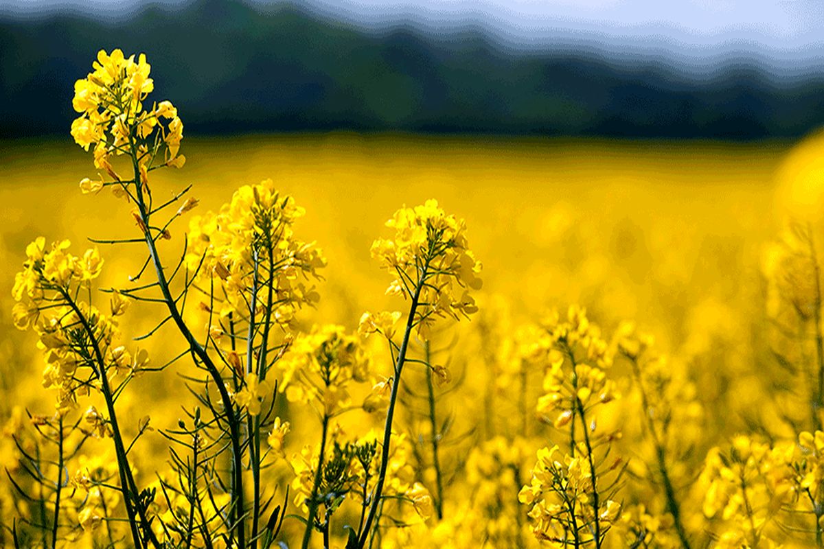 اصفهان- کشت کلزا