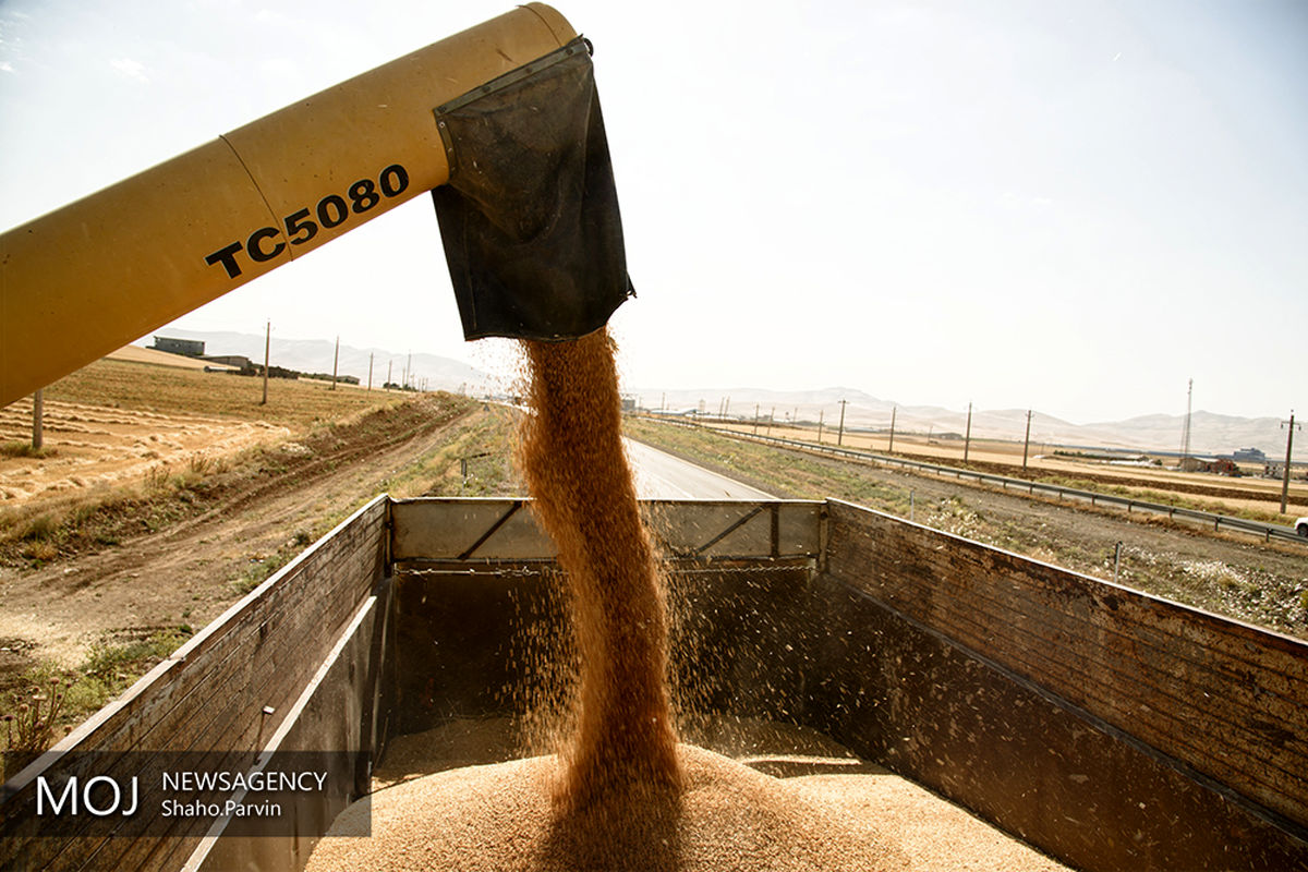 برداشت گندم از اطراف شهر سنندج 