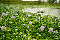 ورود دستگاه جمع‌آوری سنبل آبی از تالاب انزلی به گیلان / اولتیماتوم مدیر کل محیط زیست گیلان به شهردار آستارا 