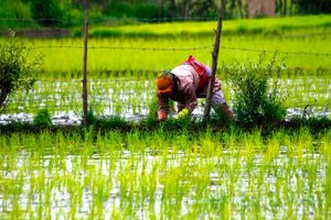 امسال بین ۱.۶ تا ۱.۸ میلیون تن برنج در کشور تولید می شود