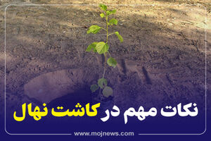 اینفوگرافیک/نکات مهم در کاشت نهال 