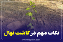 اینفوگرافیک/نکات مهم در کاشت نهال 