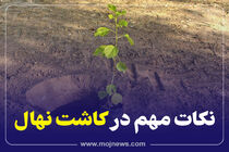 اینفوگرافیک/نکات مهم در کاشت نهال 
