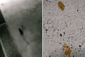 فرار گربه شیمیایی ژاپن را به حالت آماده باش در آورد