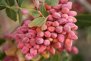 امسال ۲۰ هزار تن پسته در ابرکوه برداشت می شود