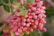 برداشت پسته از ۷هزار هکتار از باغات استان قزوین آغاز شد