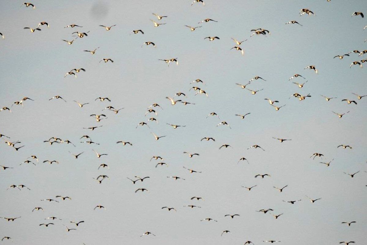 پرتدگان مهاجر