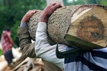 بازدید یگان حفاظت نکا و نیروهای نکاچوب از مراکز خرید چوب‌آلات شهرستان نکا