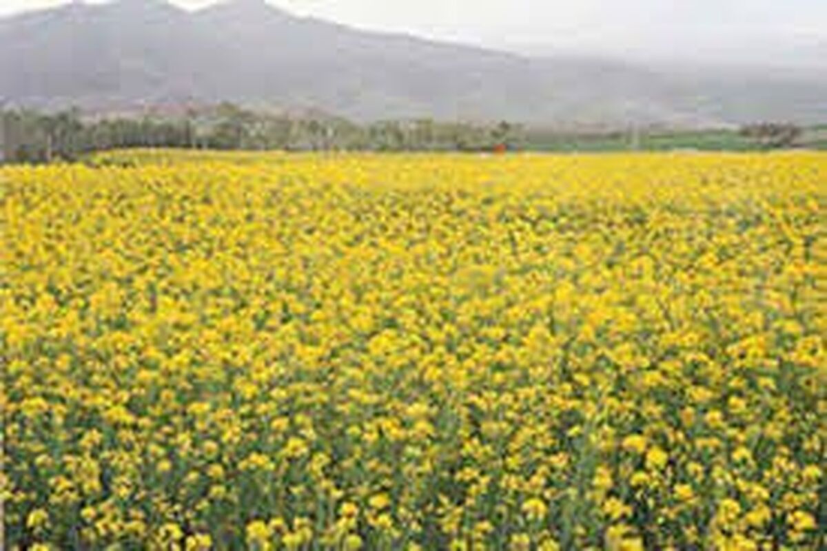 کشت بی سابقه کلزا در گلستان