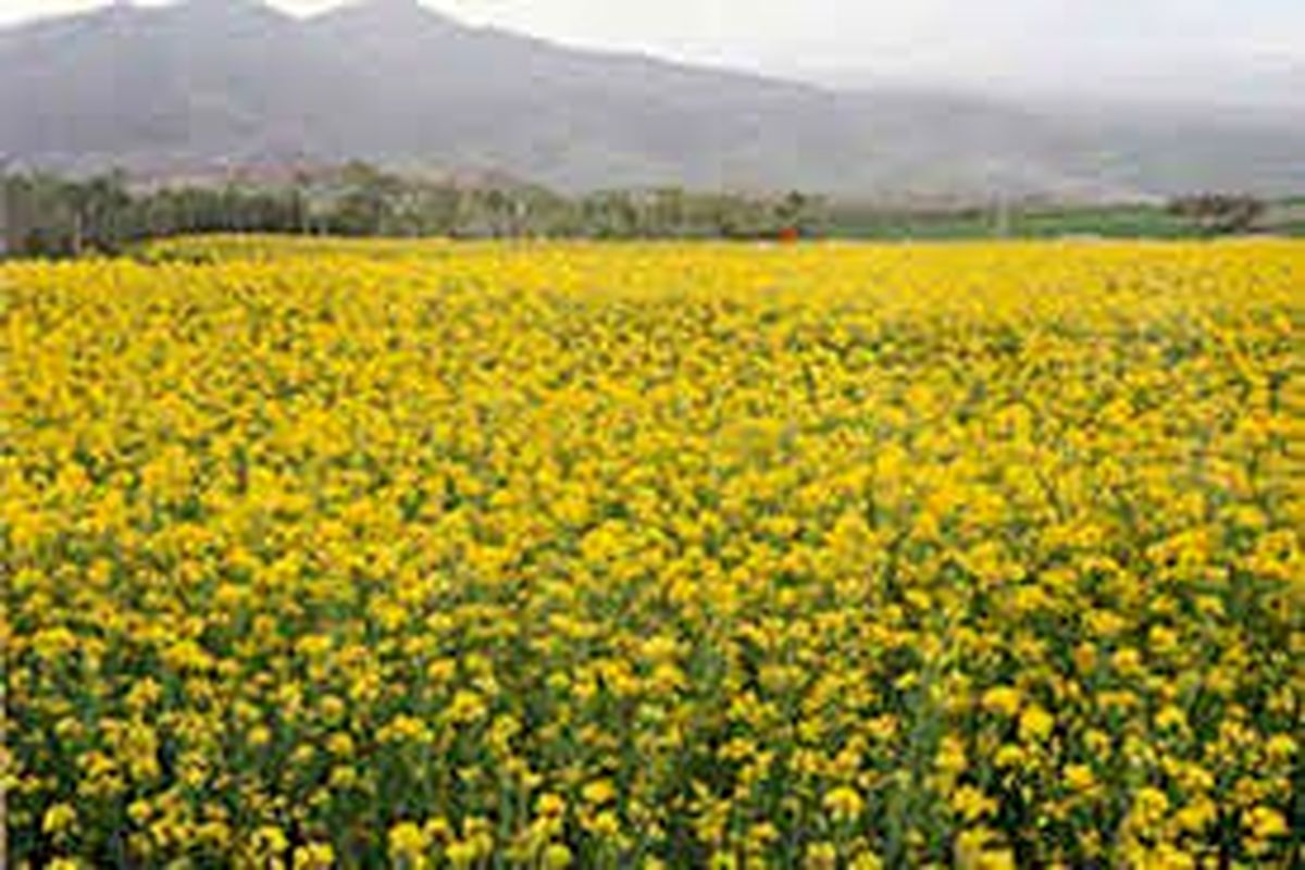 کشت بی سابقه کلزا در گلستان