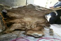 کشف پوست شیر سلاخی شده در یک منزل مسکونی در مشهد