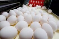 کمبودی برای تخم مرغ نداریم
