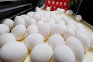 قیمت تخم مرغ در بازار تثبیت شد
