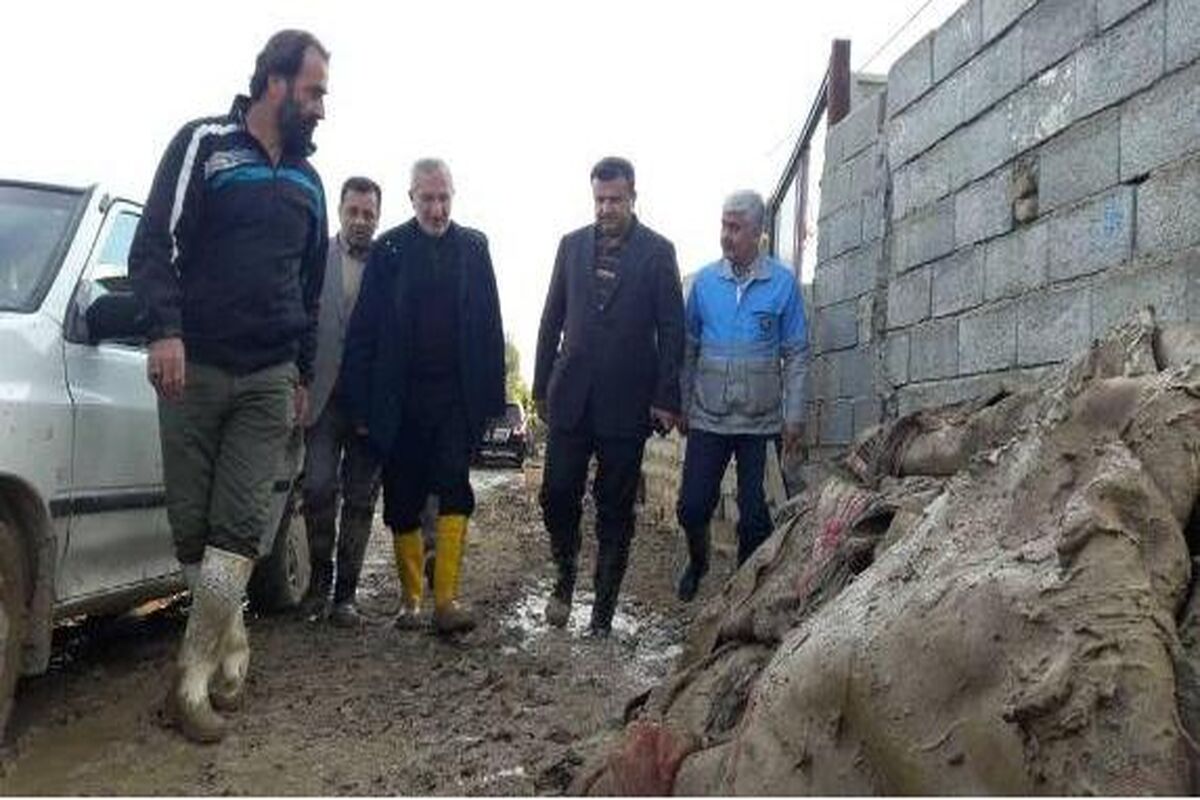 سعیدی کیا سیل