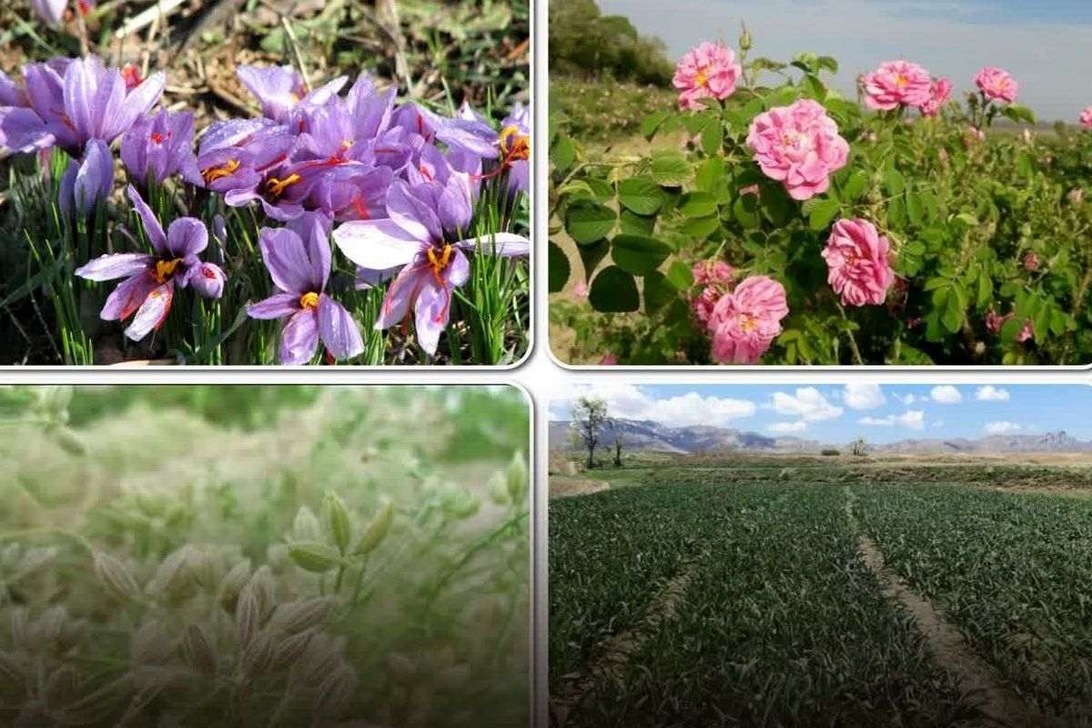 مدیر باغبانی سازمان جهاد کشاورزی استان قزوین (2)