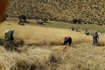 برداشت ۹۲ هزار تن گندم از ۴۵ هزار هکتار زمین کشاورزی در اسلام‌آباد غرب