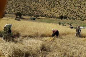 برداشت ۹۲ هزار تن گندم از ۴۵ هزار هکتار زمین کشاورزی در اسلام‌آباد غرب