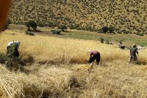 برداشت ۹۲ هزار تن گندم از ۴۵ هزار هکتار زمین کشاورزی در اسلام‌آباد غرب