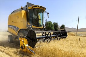 خرید تضمینی بیش از ۱۸ هزار و ۶۹۷ تن گندم در چهارمحال و بختیاری