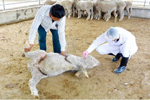 هشدار در خصوص احتمال شیوع تب کریمه کنگو