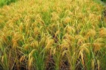رونمایی دو رقم جدید برنج طاهر و قدس در گیلان