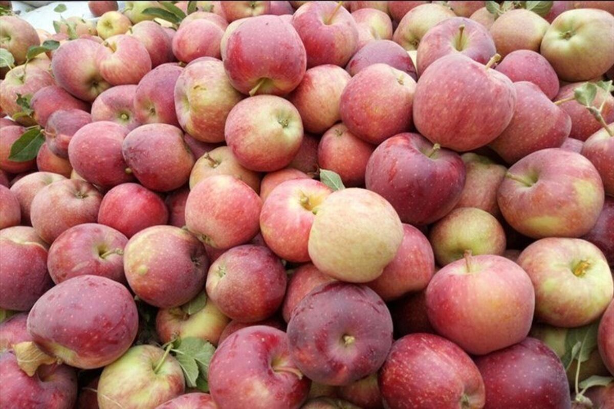 برداشت سیب