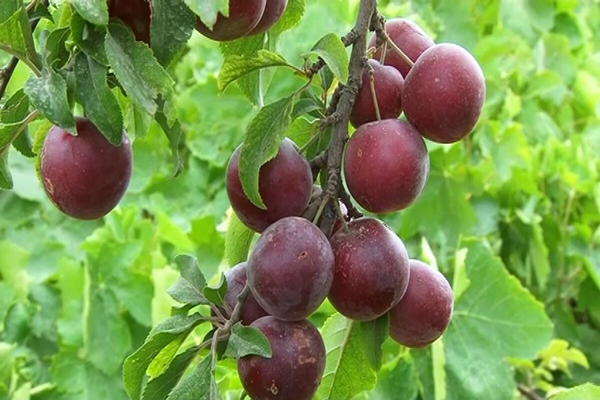 برداشت آلوچه