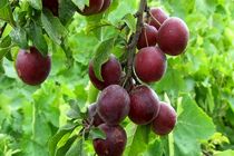 پیش بینی برداشت بیش از 2 هزار تن داشت آلوچه در کاشان