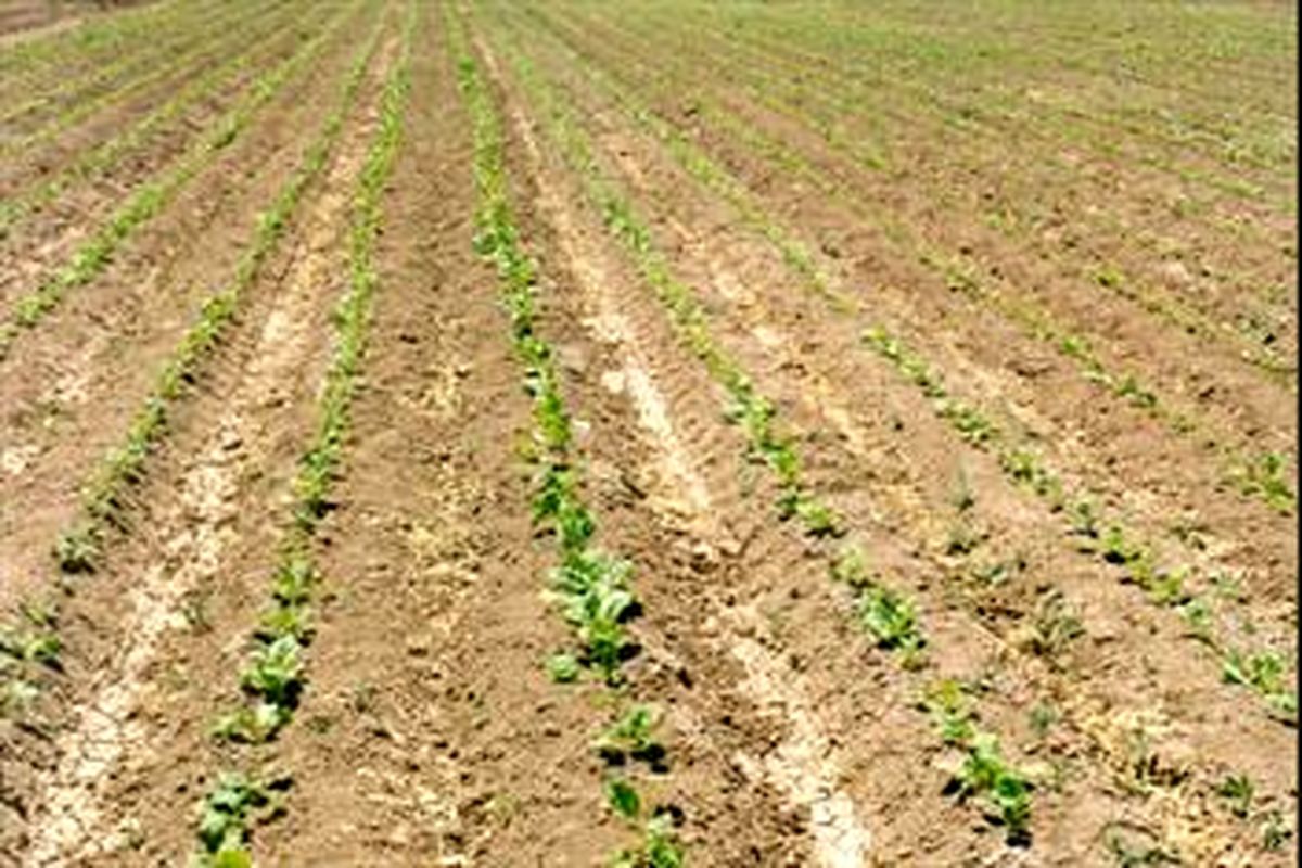 کشت چغندر قند