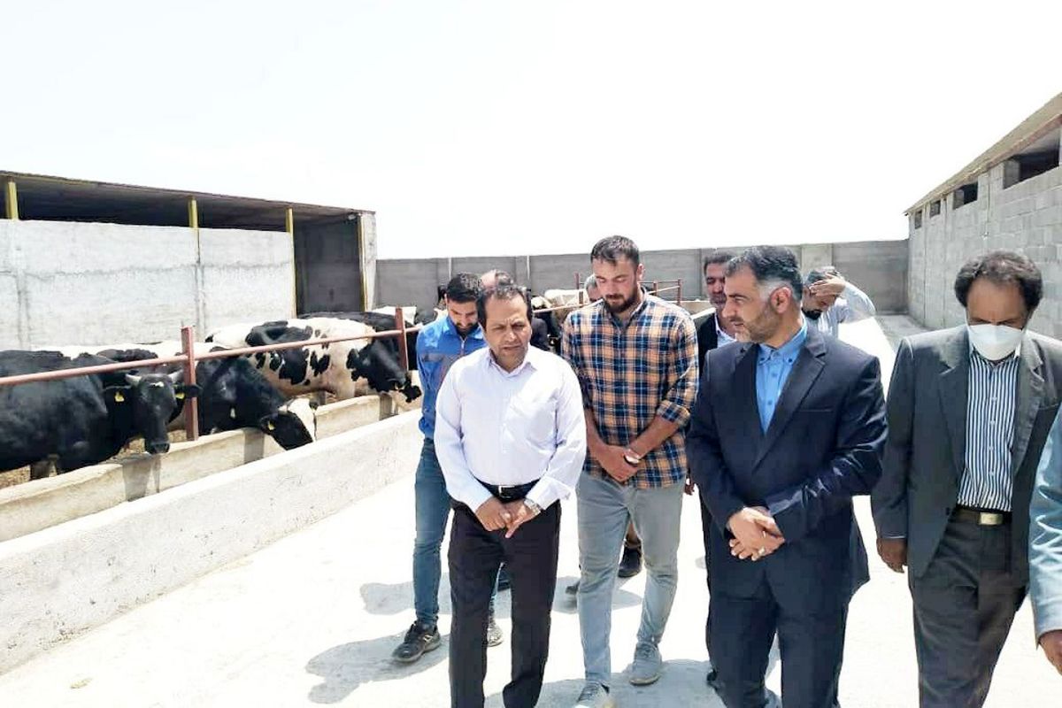 بازدید فرماندار اردبیل از واحد دامپروری