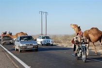 دستور فوری رئیس کل دادگستری هرمزگان برای ساماندهی شترهای سرگردان