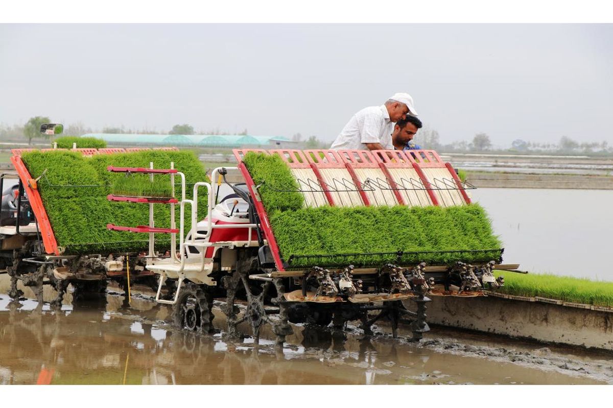 نشا مازندران