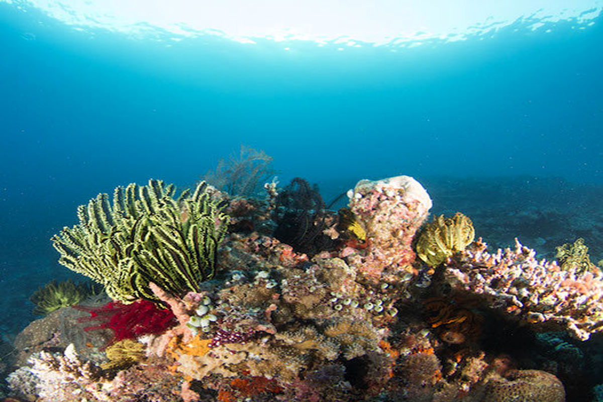 اکوسیستم های آبی