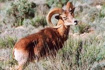 ممنوعیت ورود به منطقه حفاظت شده گنو