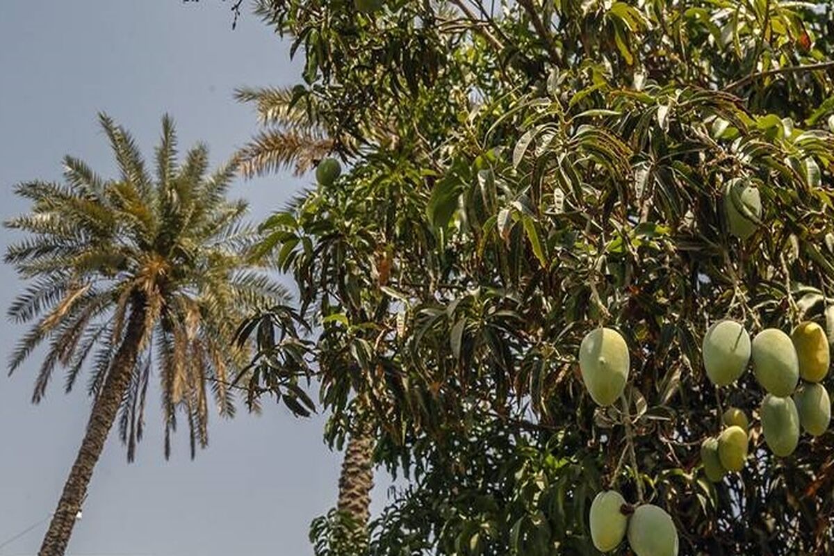 انبه نارس