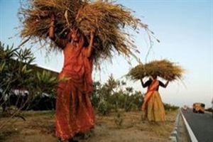 تنزل تولید جهانی غلات / کاهش ۲۰ میلیون تنی گندم جهان