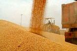 عبور خرید دولتی گندم از مرز یک میلیون تن