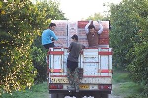 حمل و نقل غیر قانونی کارگران باغ با وانت خلاف است