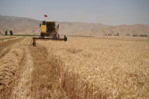 چهار مرکز غیر مجاز خرید گندم در خوزستان شناسایی شد 
