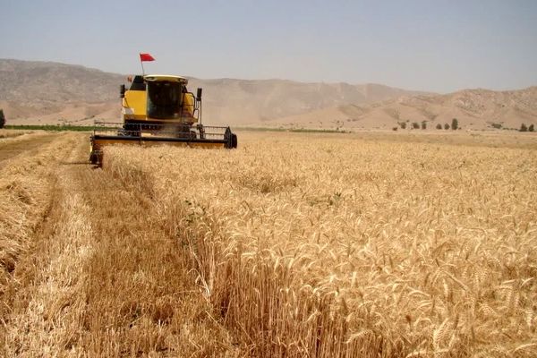 خرید ۸۰۰ هزار تن گندم از کشاورزان کردستان؛ پرداخت ۷۴ درصدی مطالبات