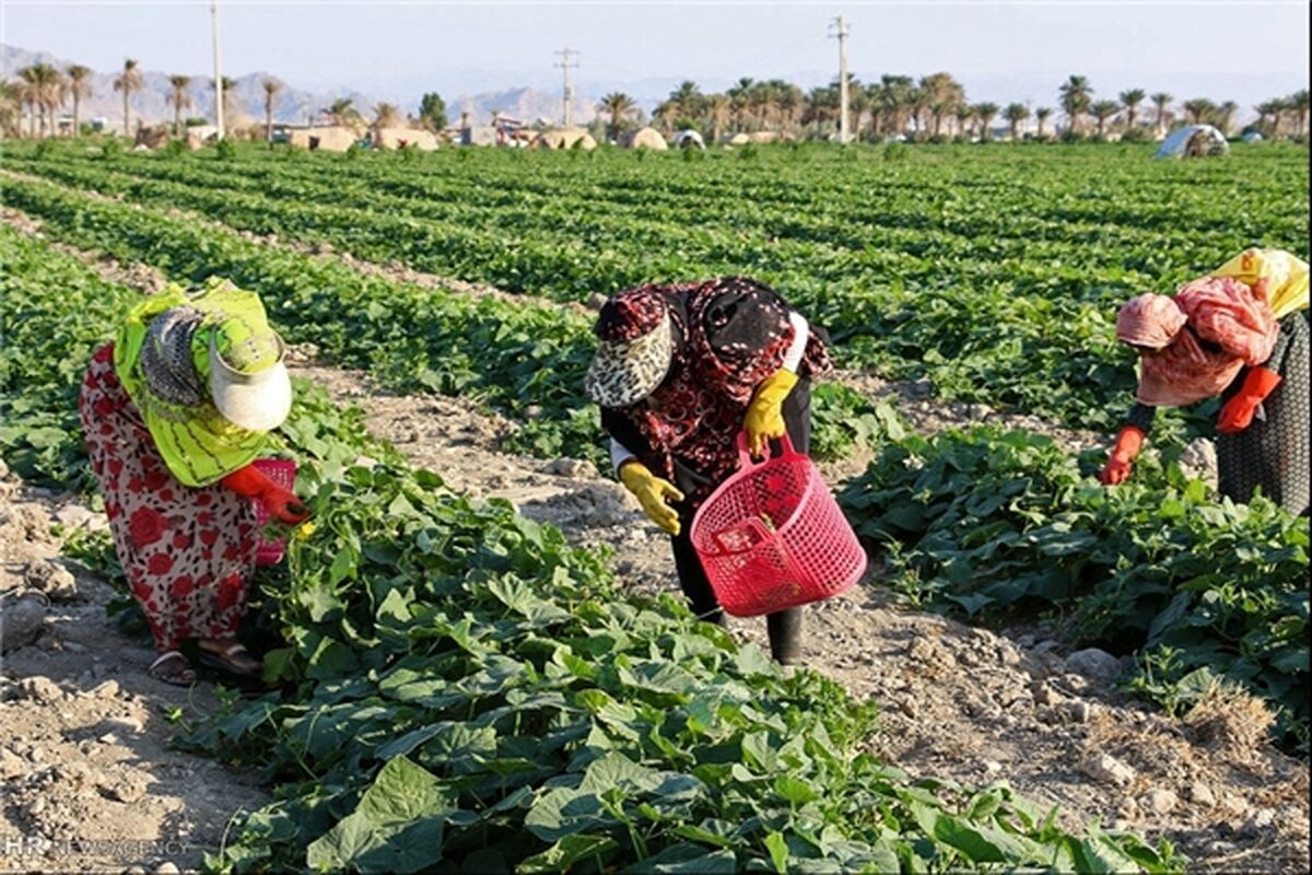 فعالیت های اقتصادی روستایی