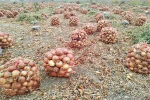 خرید توافقی پیاز در شهرستان‌های داراب و زرین‌دشت از روز شنبه ۱۷ خرداد آغاز می شود